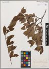 Foto von Salix cinerea L.